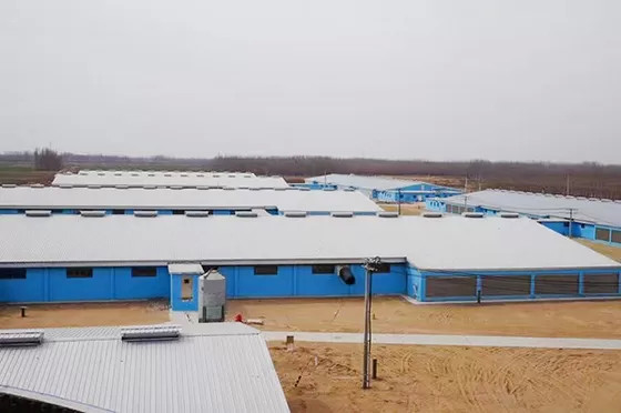 Steel Structure Commercial Chicken Houses GB Standard Corrosion Resistance