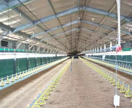 Prefab Metal Structure Chicken Poultry Farm Prefab House Fireproof Customer Design