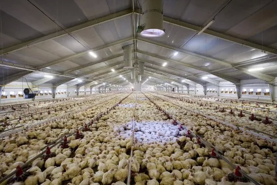 Closed Type Steel Structure Poultry House Eco Controlled Commercial Chicken Poultry House