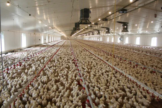 Heavy Duty Industrial Chicken Houses Hdg Bolts Connection Poultry House Construction
