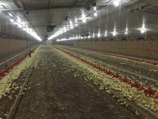 Anti Corrosive Steel Structure Poultry House Galvanized Farm Bird Shed Construction